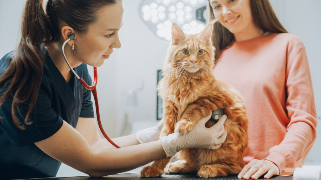 Female Veterinarian Inspecting a Pet Maine Coon with a Stethoscope on an Examination Table. Cat Owner Brings Her Furry Friend to a Modern Veterinary Clinic for a Check Up Visit